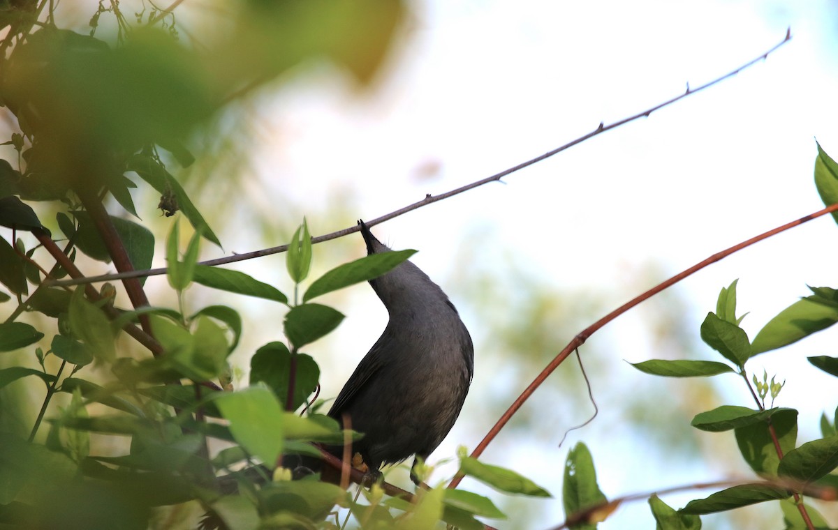 Gray Catbird - ML238949121