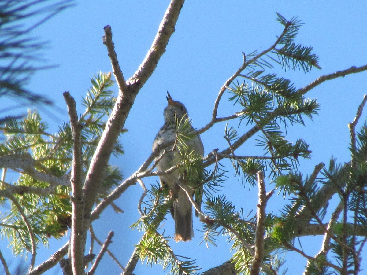 Hermit Thrush - ML238949491