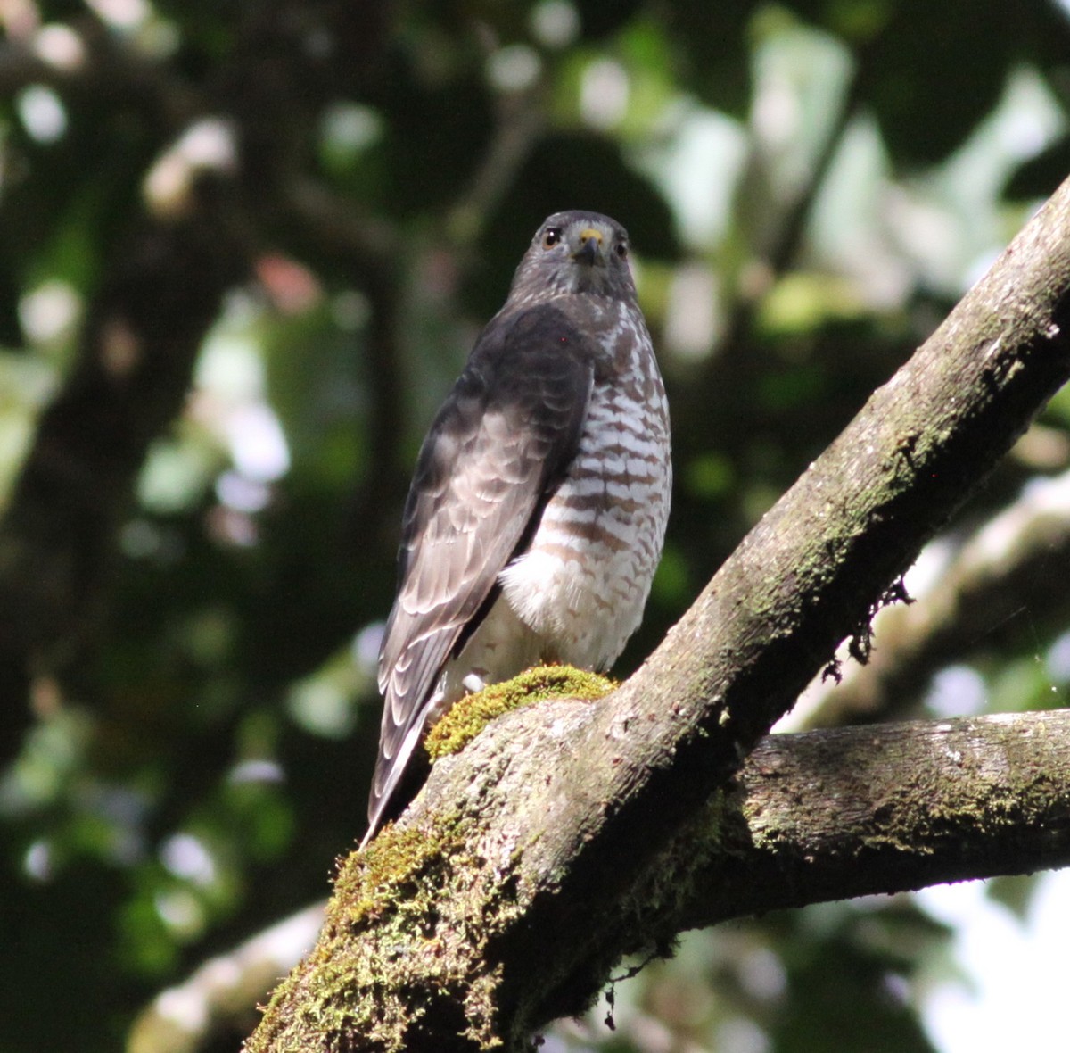 Broad-winged Hawk - Bradley Waggoner