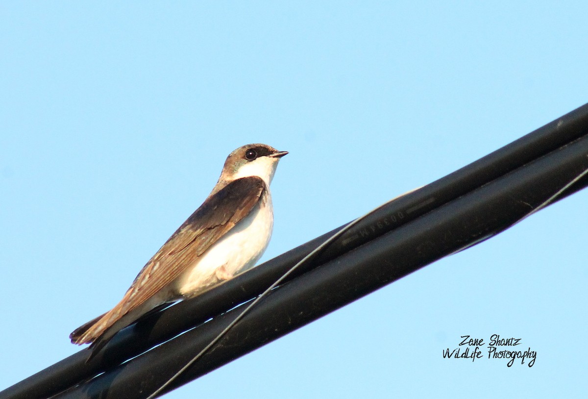 Golondrina Bicolor - ML238950611