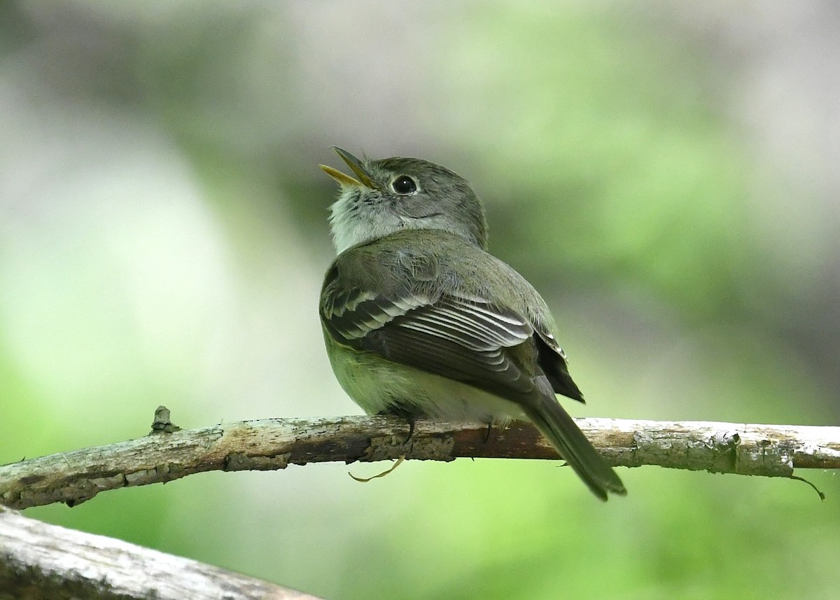 Least Flycatcher - ML238951111