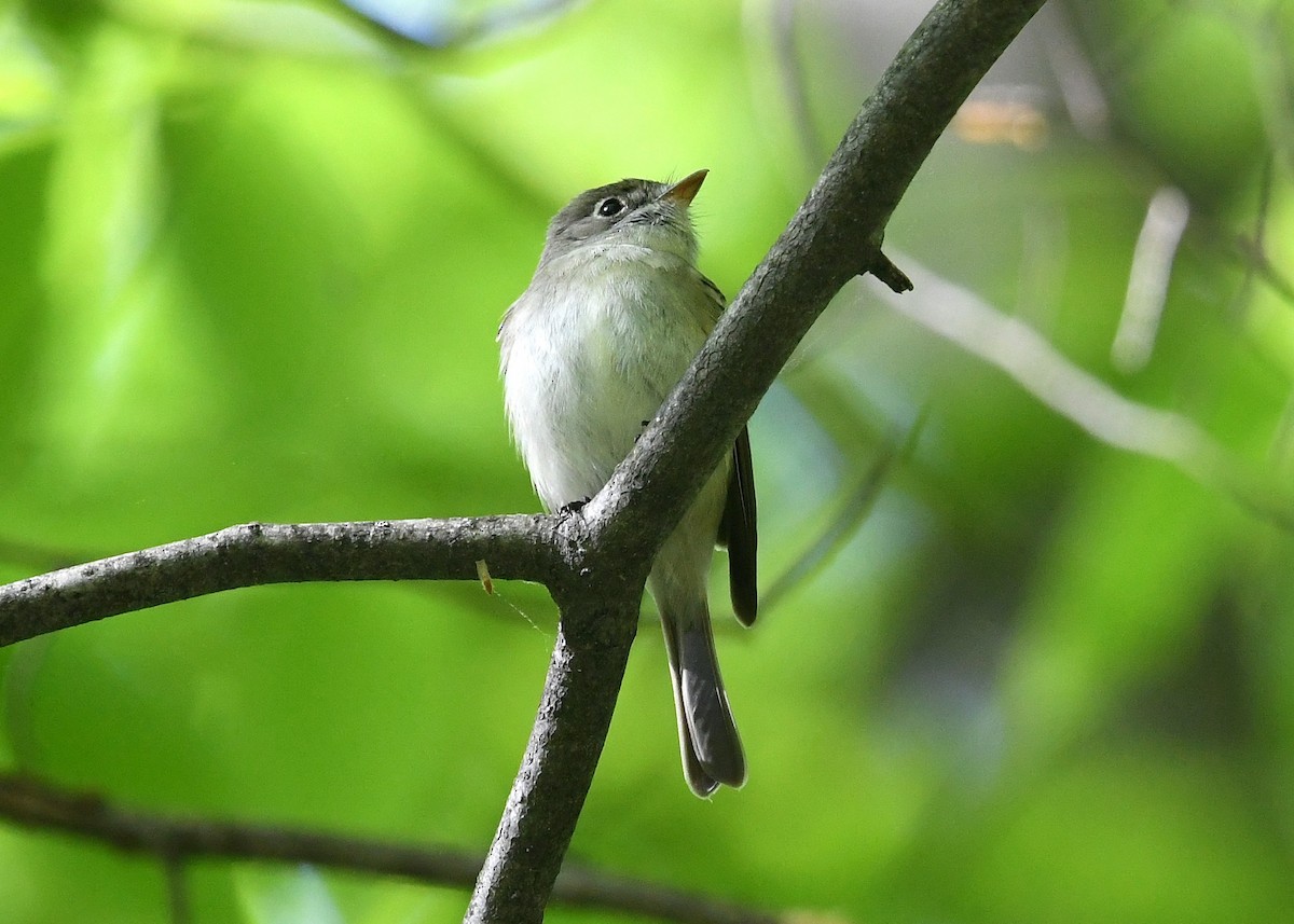 Least Flycatcher - ML238951181