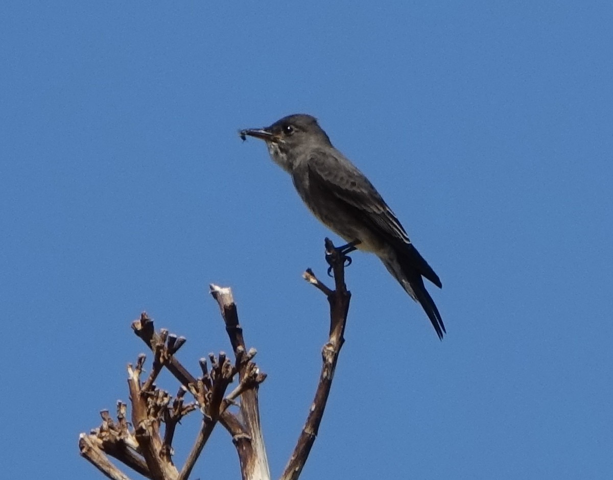 Western Wood-Pewee - Carolyn Ohl, cc