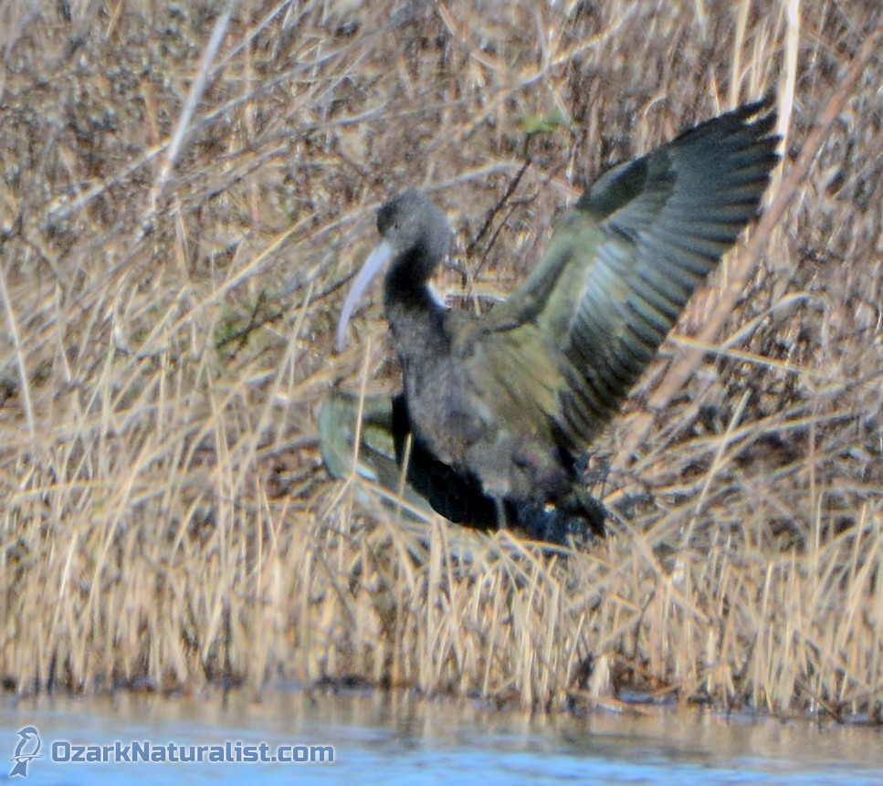 Glossy/White-faced Ibis - ML23895301