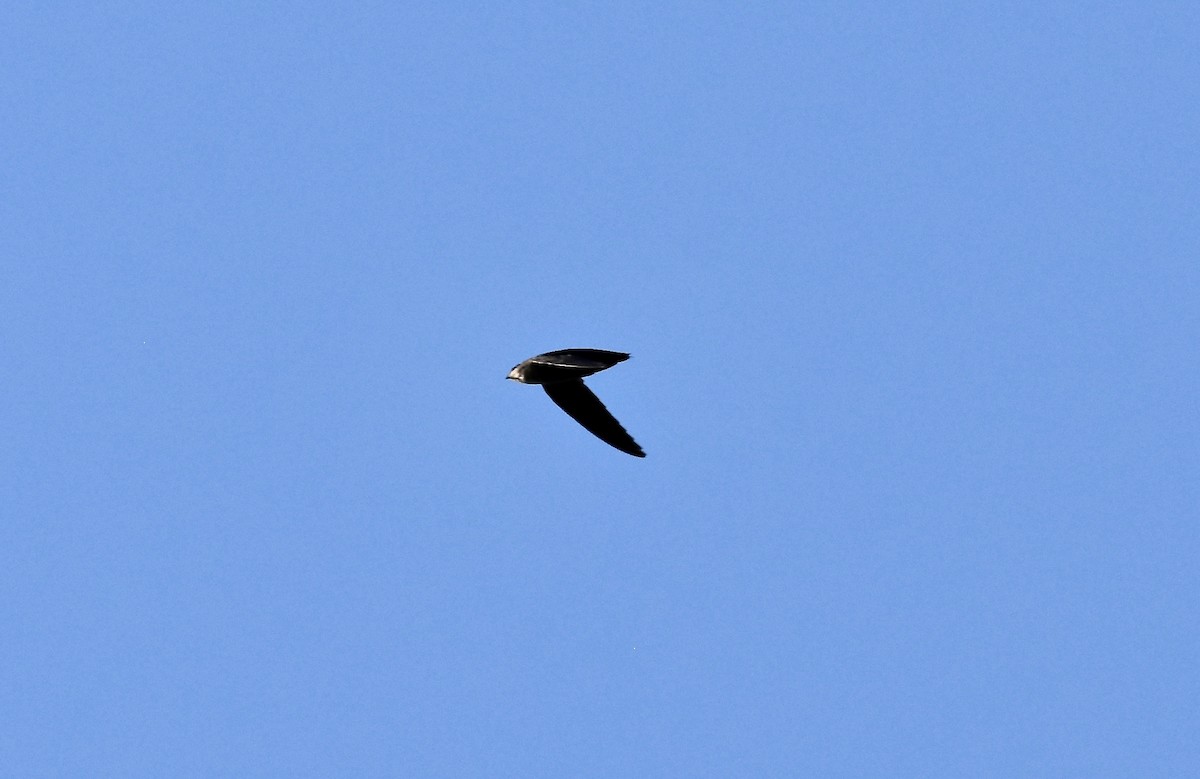 Chimney Swift - Patricia Zucco