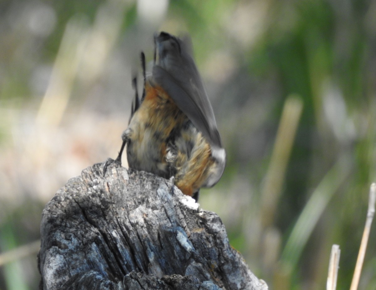 Red-breasted Nuthatch - ML238953231