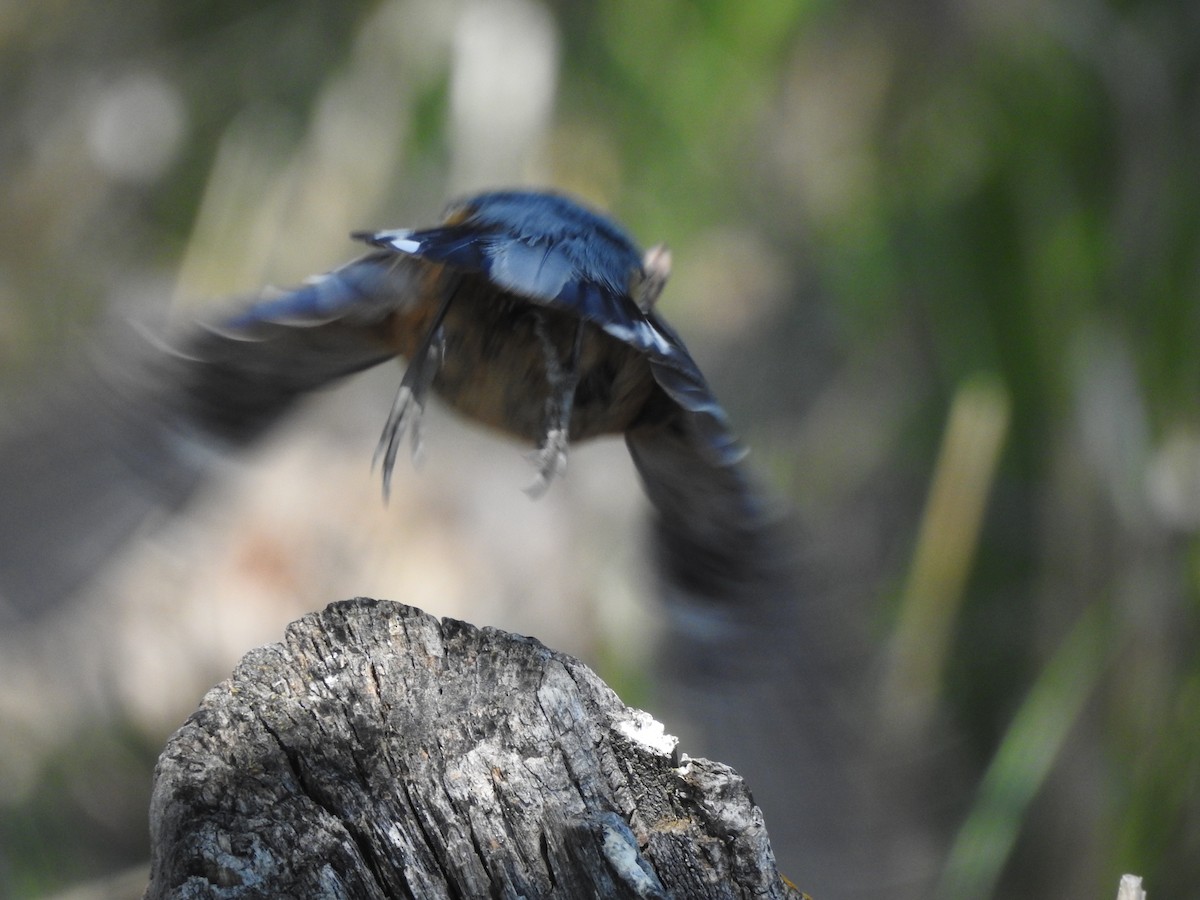 Red-breasted Nuthatch - ML238953361