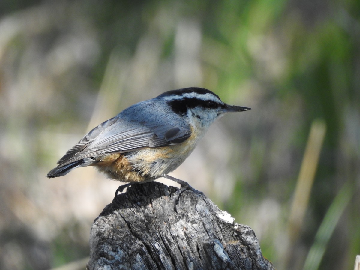 Red-breasted Nuthatch - ML238953421