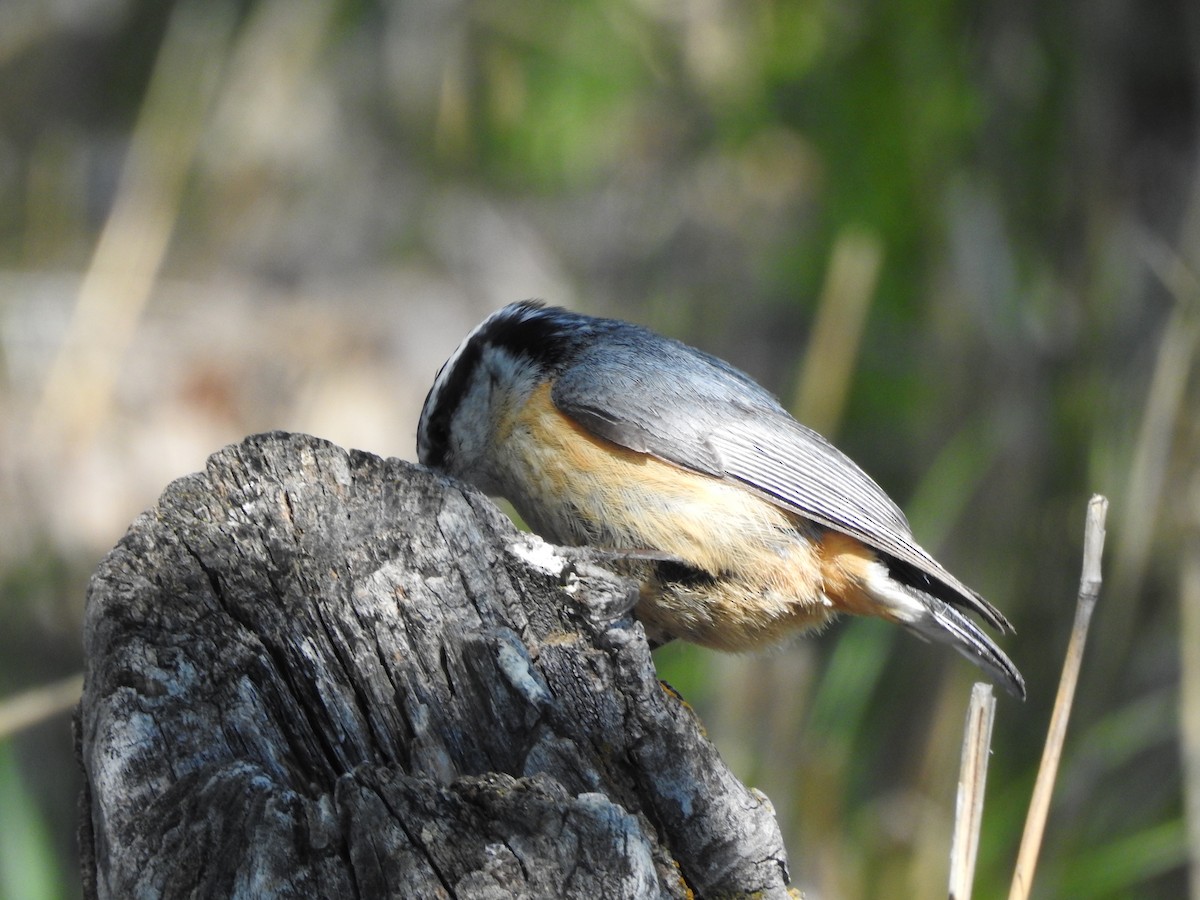 Red-breasted Nuthatch - ML238953431