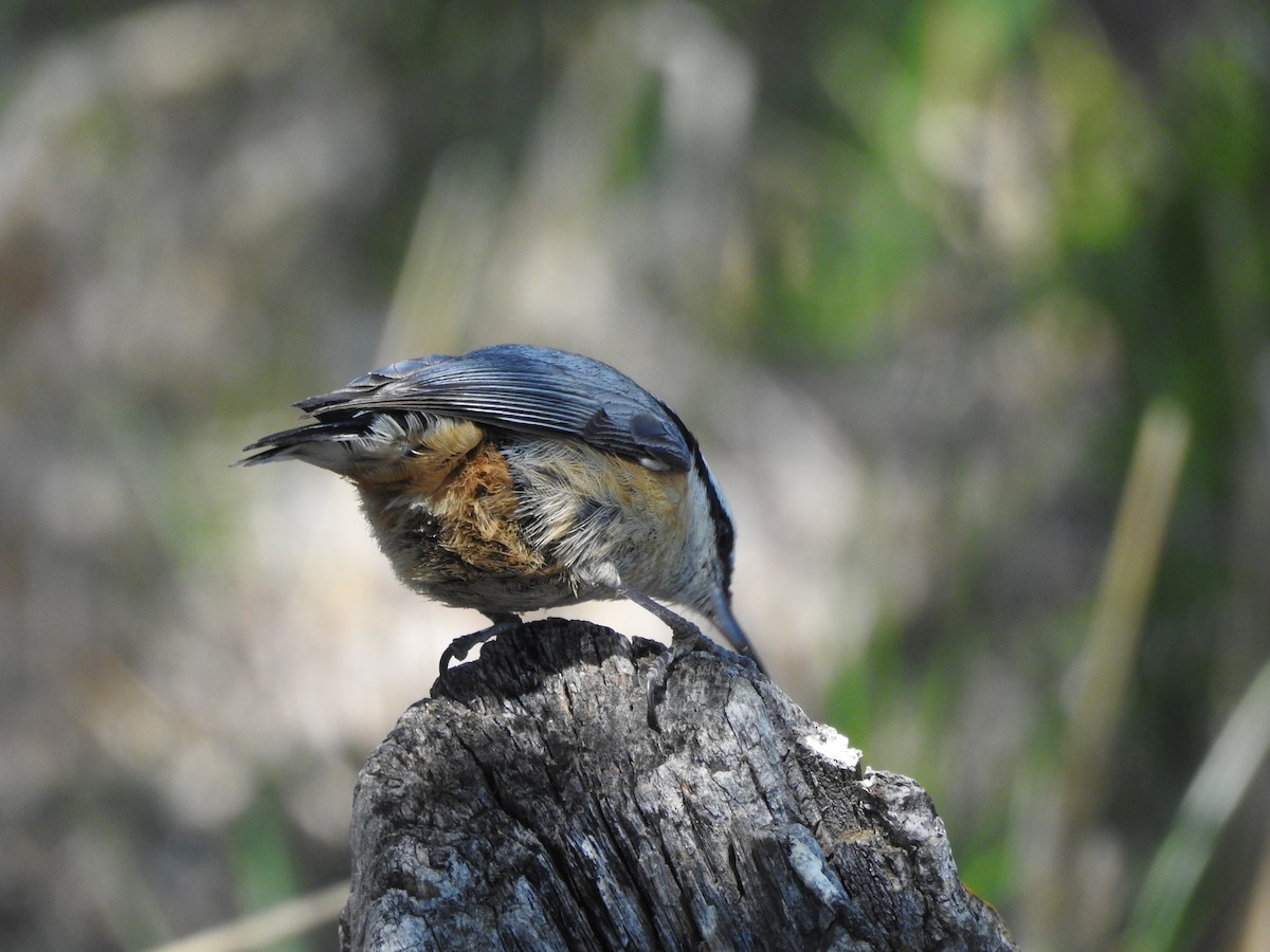 Red-breasted Nuthatch - ML238953441