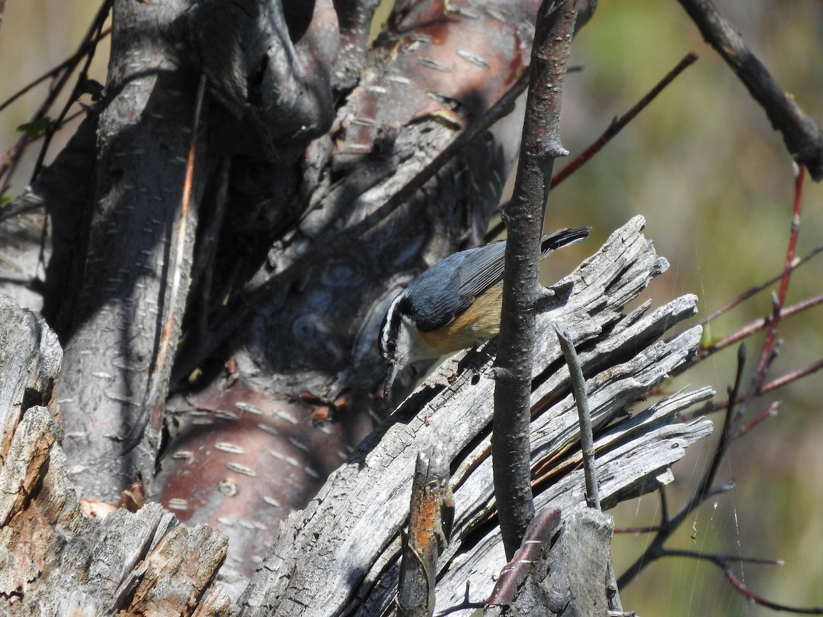 Red-breasted Nuthatch - Shane Sater