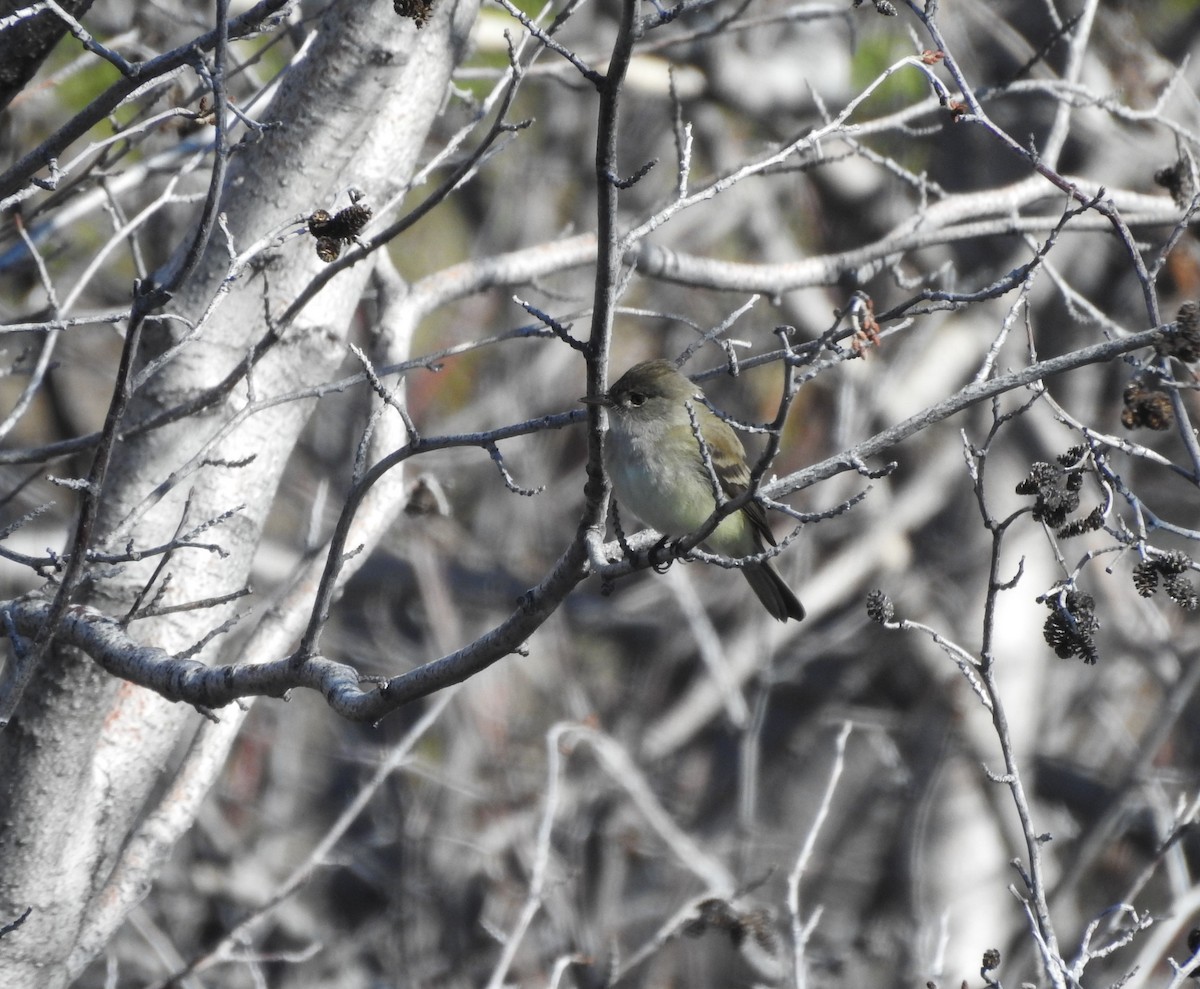 Willow Flycatcher - ML238953741