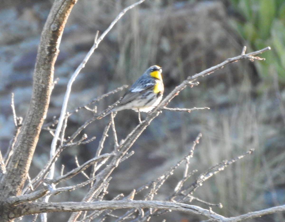 Yellow-rumped Warbler - ML238953931