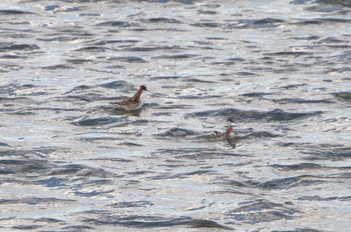 Red-necked Phalarope - James Turner