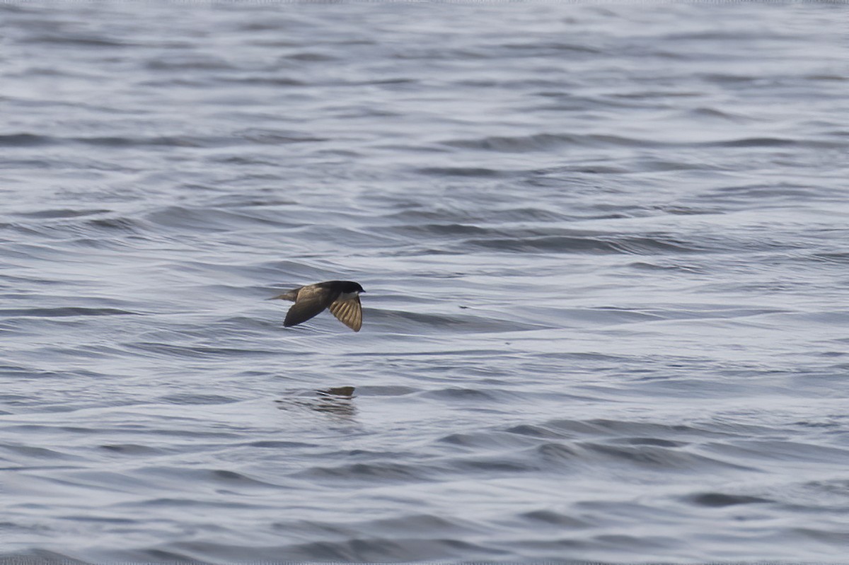 Blue-and-white Swallow - ML238954511