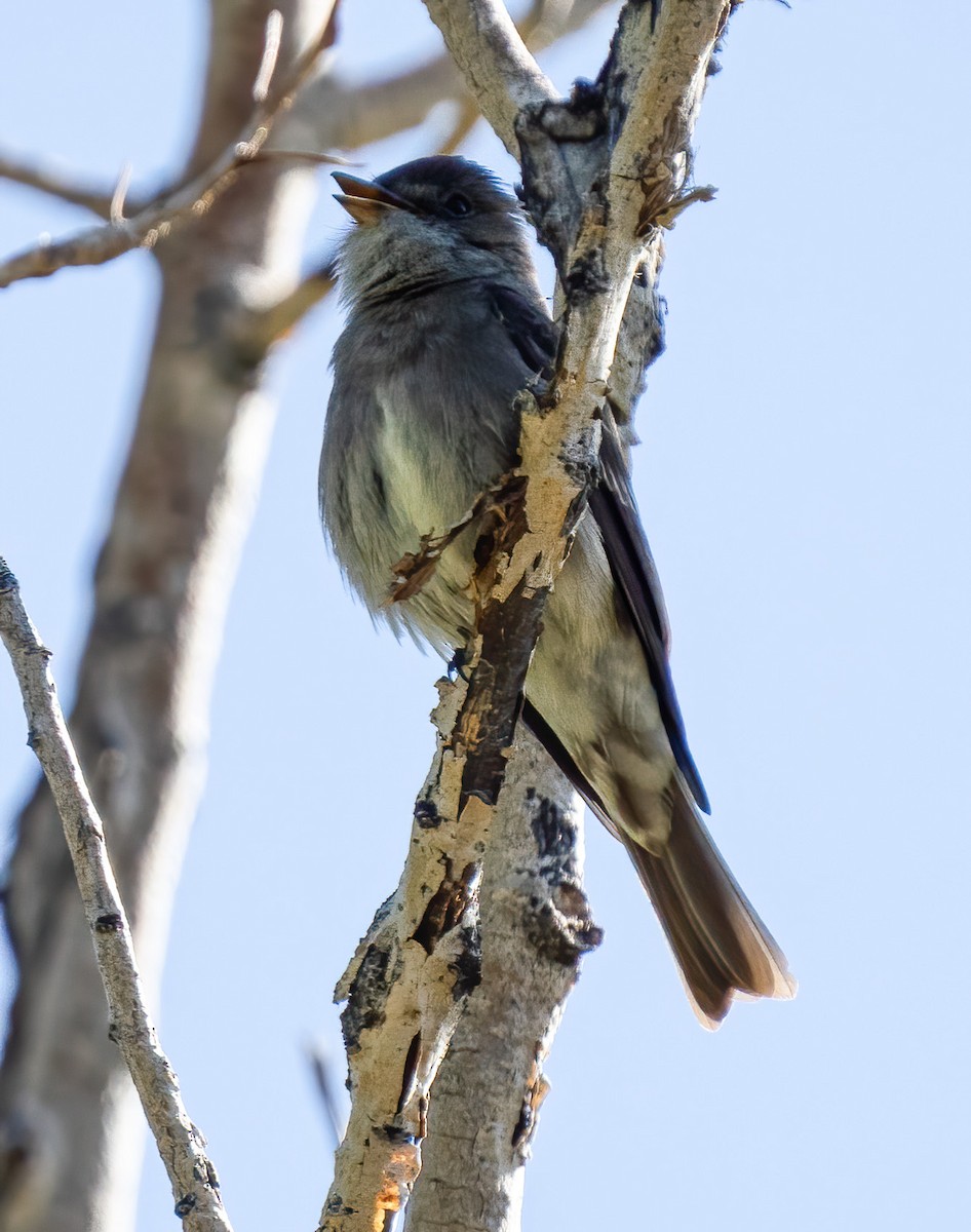 Western Wood-Pewee - ML238956491