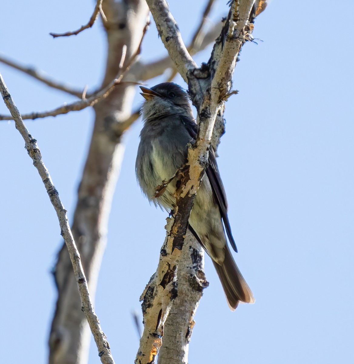 Western Wood-Pewee - ML238956511