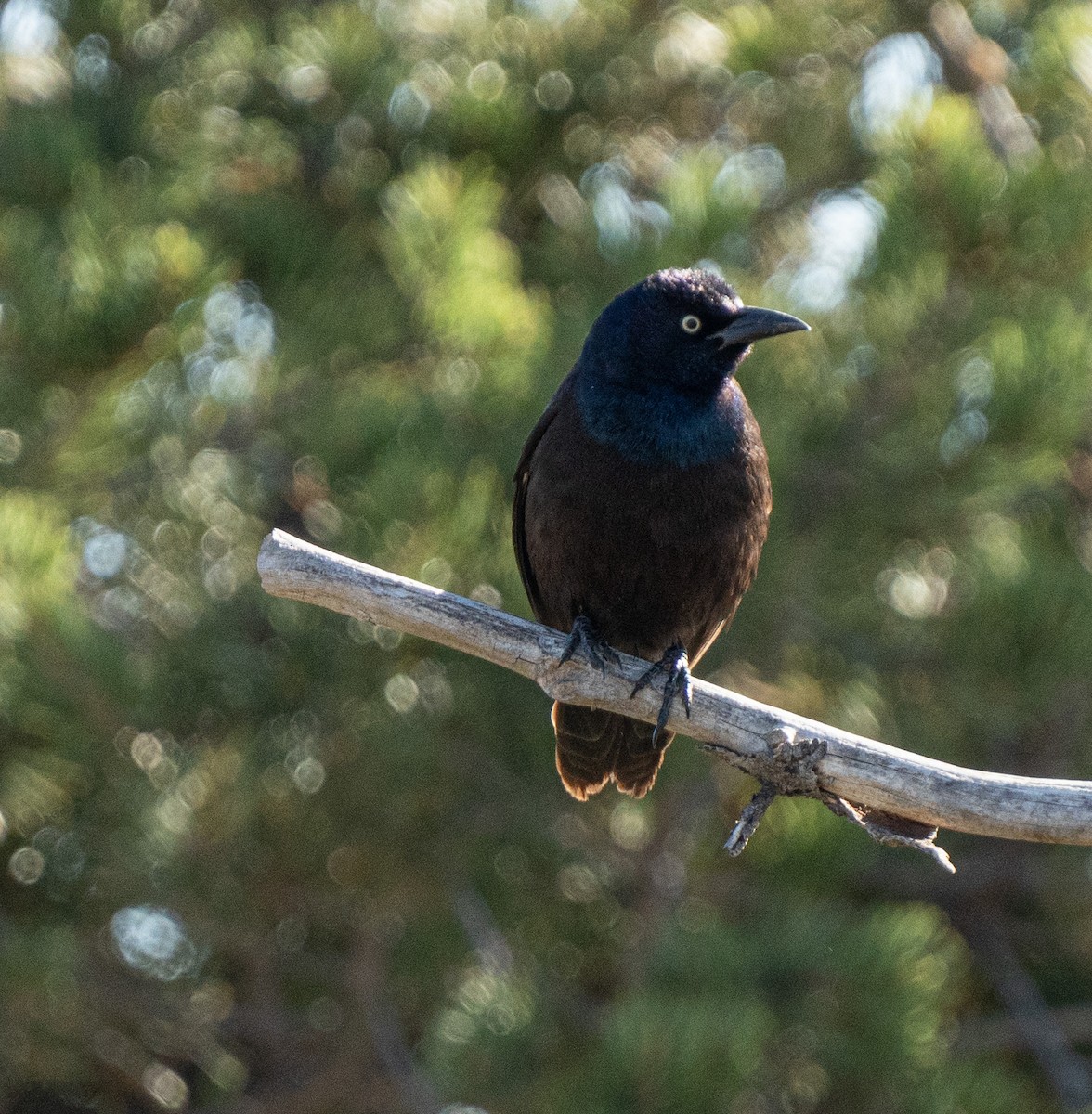 Common Grackle - ML238956731
