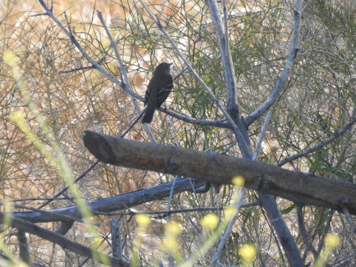 Alder Flycatcher - ML238957371