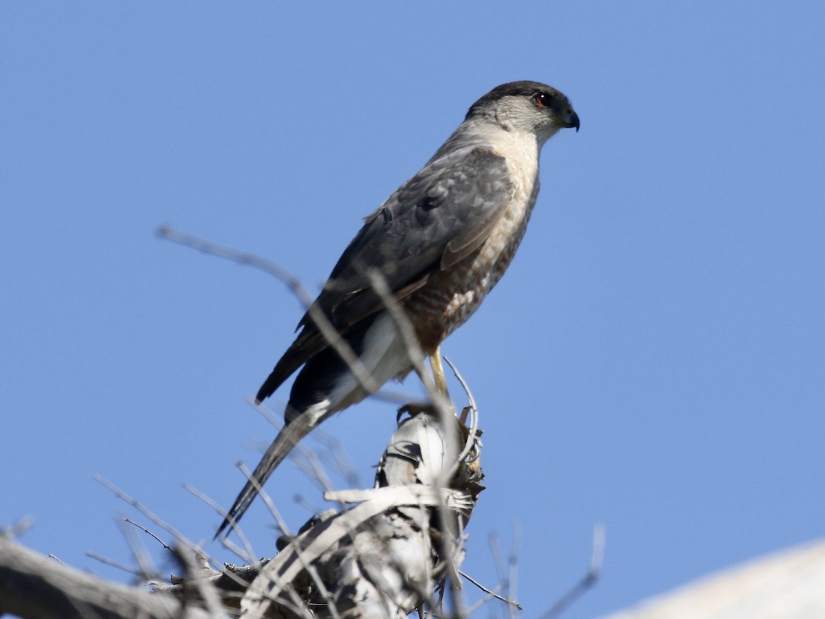 Cooper's Hawk - ML238957851