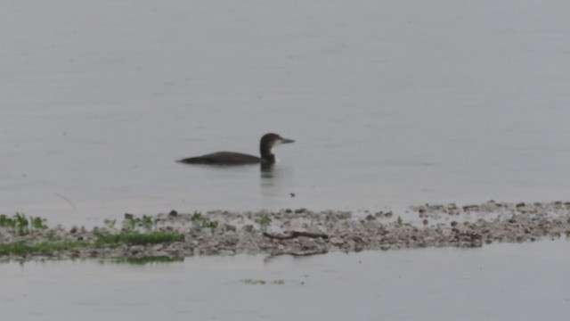 Common Loon - ML238958711