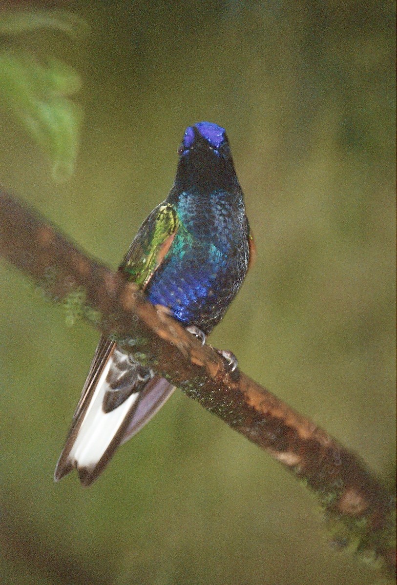 kolibřík hyacintový - ML238958911