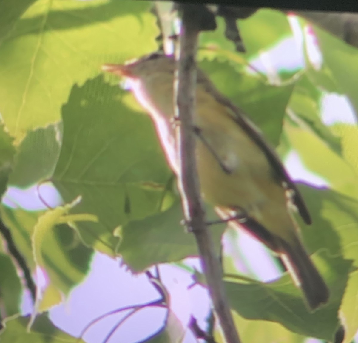 Bell's Vireo - ML238959631
