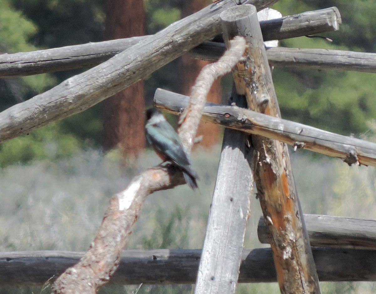 Lewis's Woodpecker - ML238961201