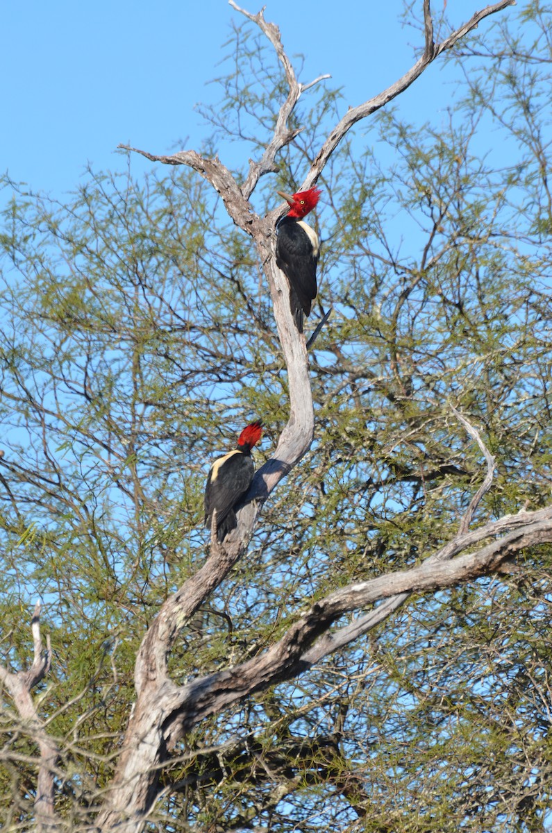 Cream-backed Woodpecker - ML238961831