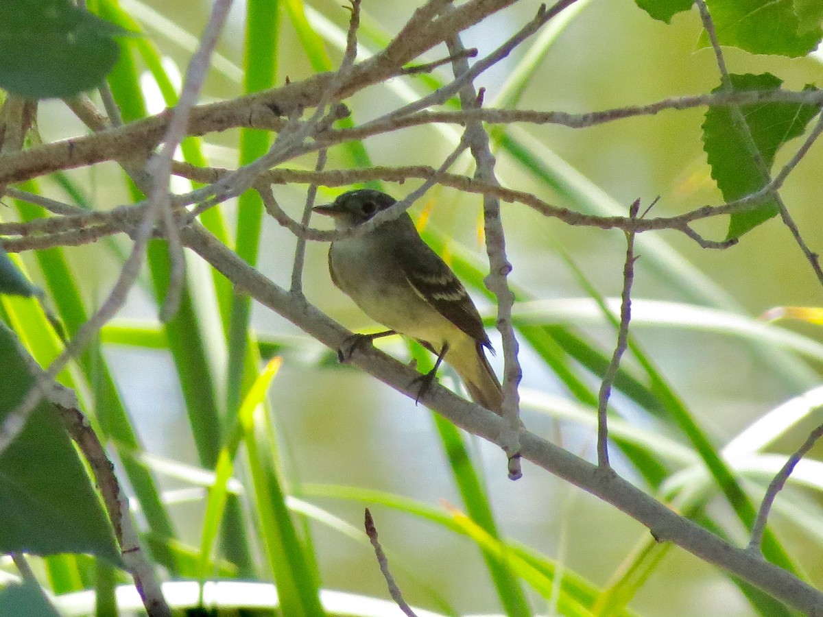 Alder Flycatcher - Barbara Carlson