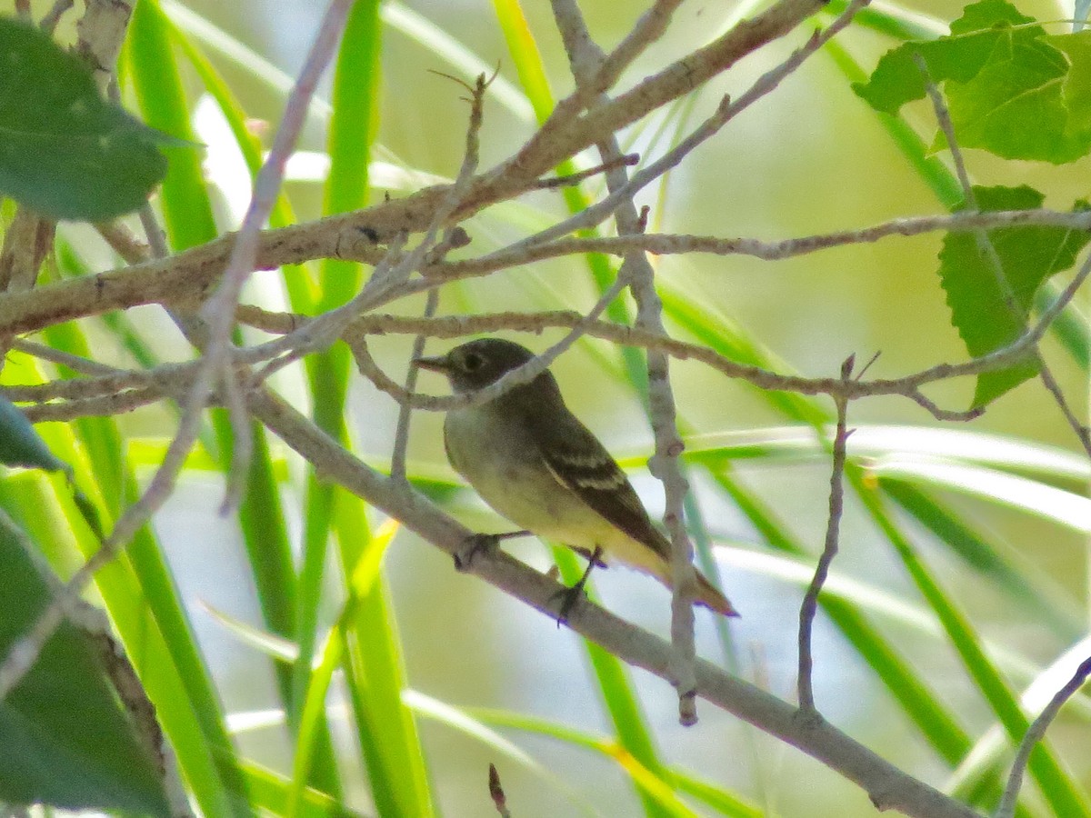 Alder Flycatcher - Barbara Carlson