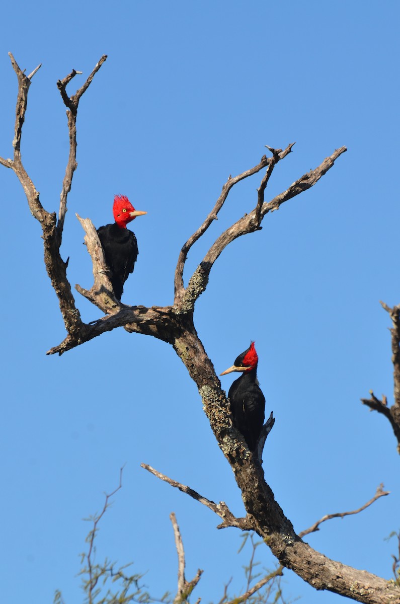 Cream-backed Woodpecker - ML238963331