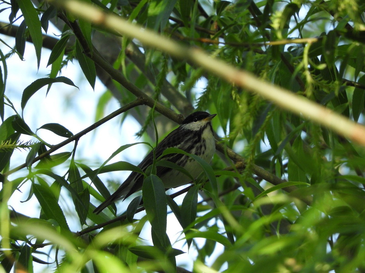 Blackpoll Warbler - ML238964941
