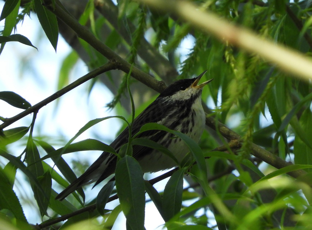 Blackpoll Warbler - ML238964971