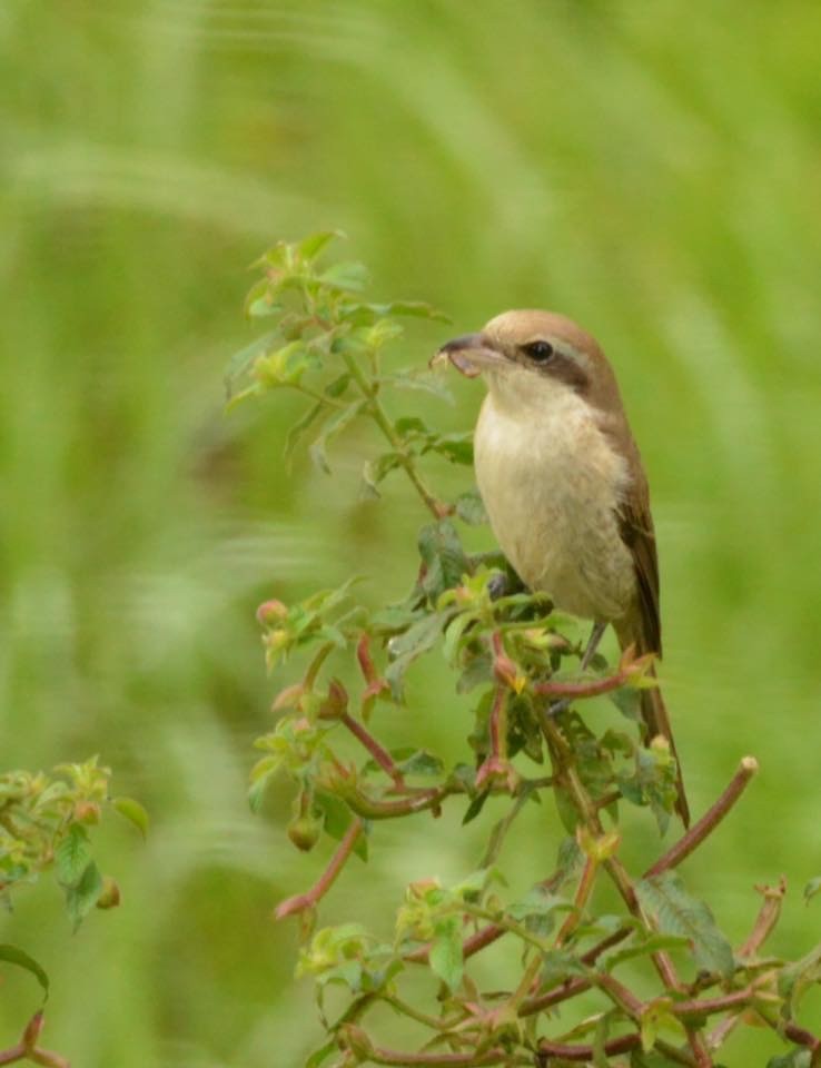 Brown Shrike - ML23896751