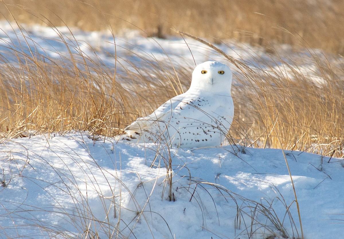 Snowy Owl - Elyse   Bourque