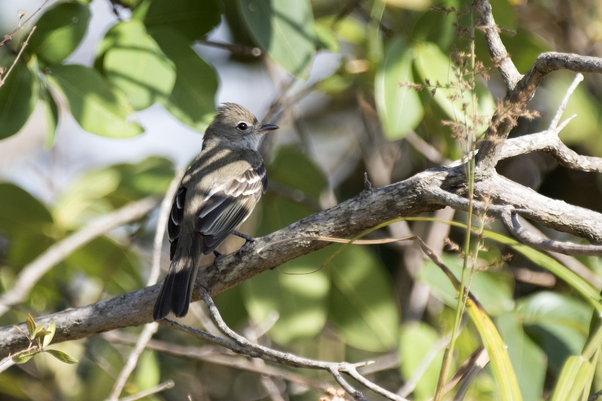 Yellow-bellied Elaenia - ML238971011