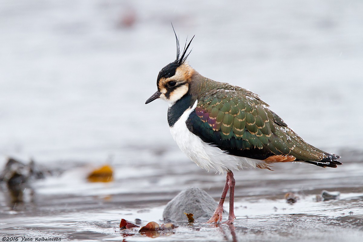 Northern Lapwing - Yann Kolbeinsson