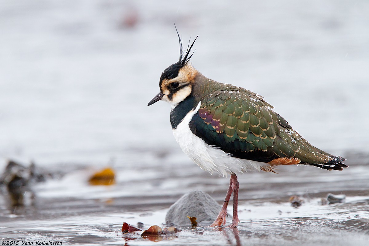 Northern Lapwing - ML23897261