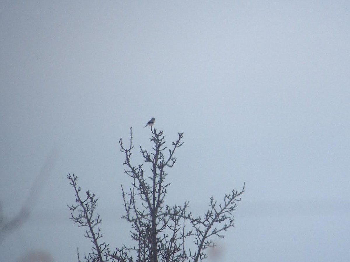 Loggerhead Shrike - ML23897911