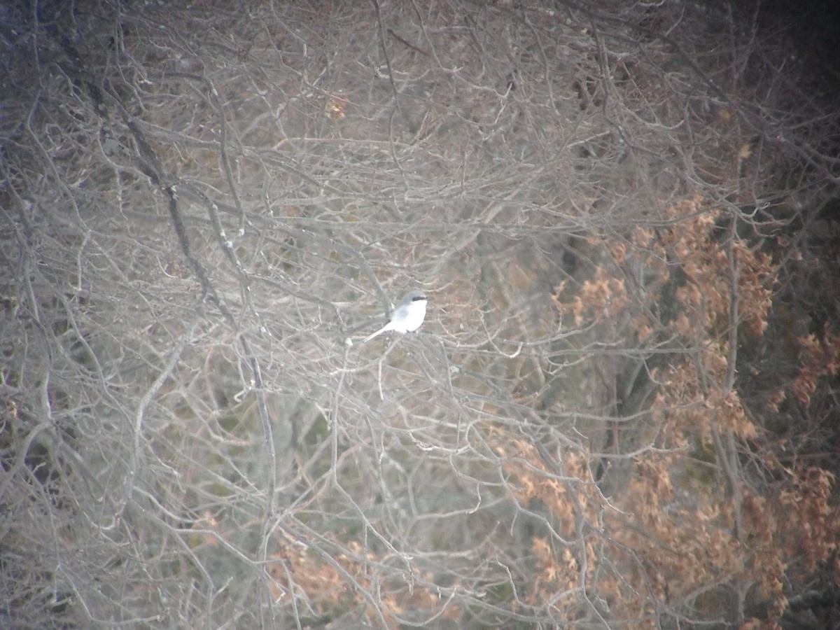 Loggerhead Shrike - ML23897921