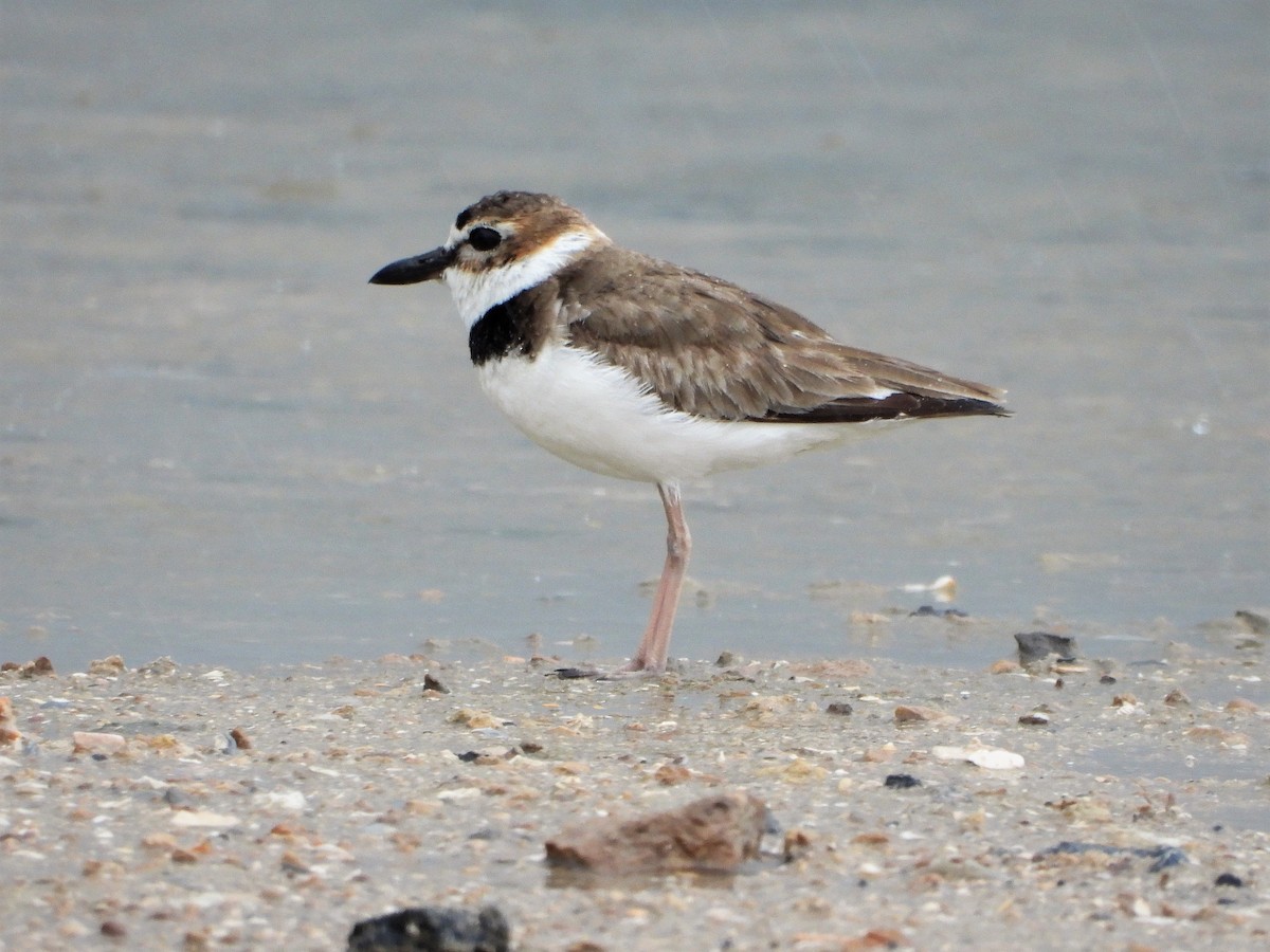 Wilson's Plover - ML238979631