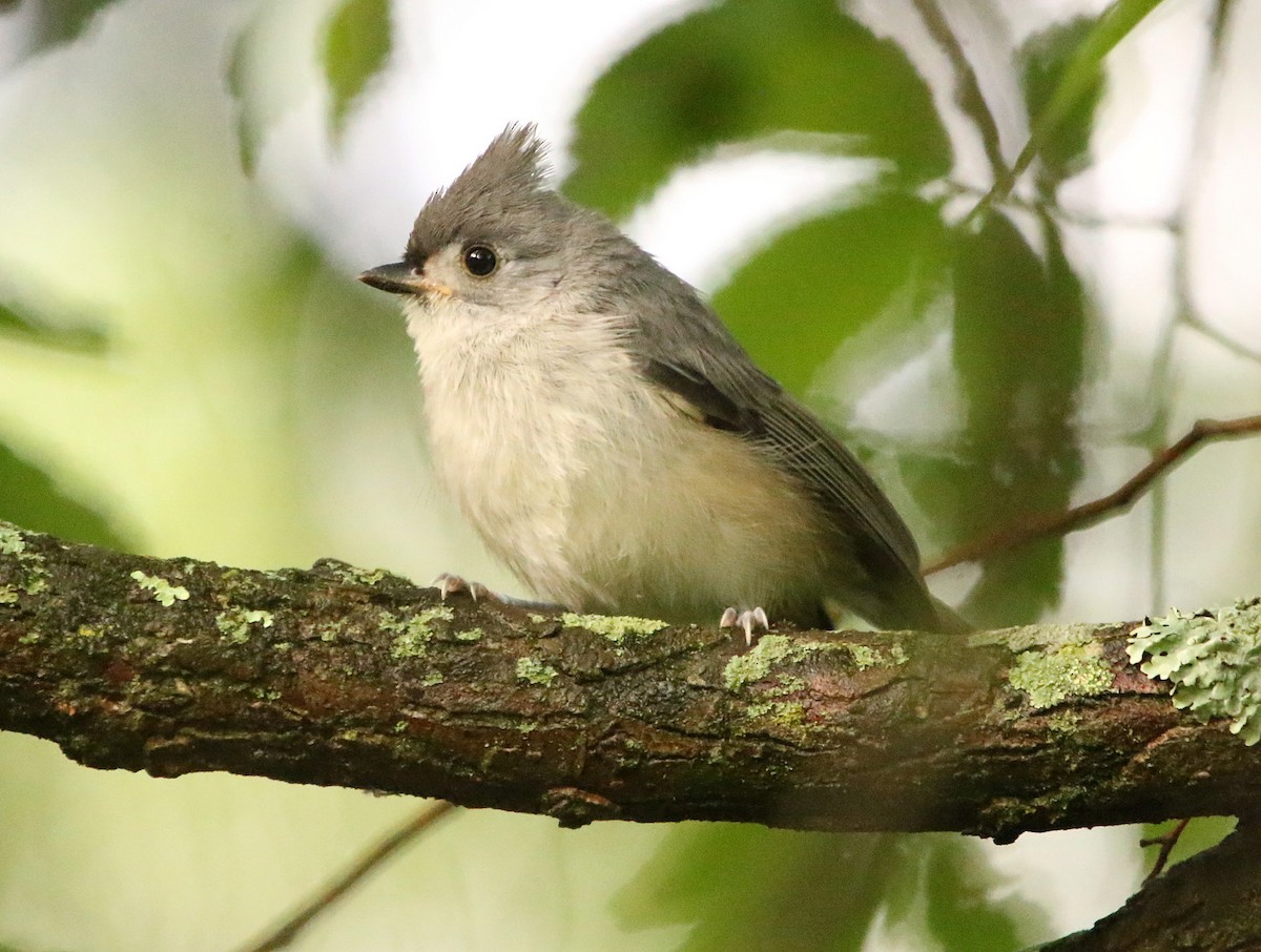 Tufted Titmouse - Sarah Morris
