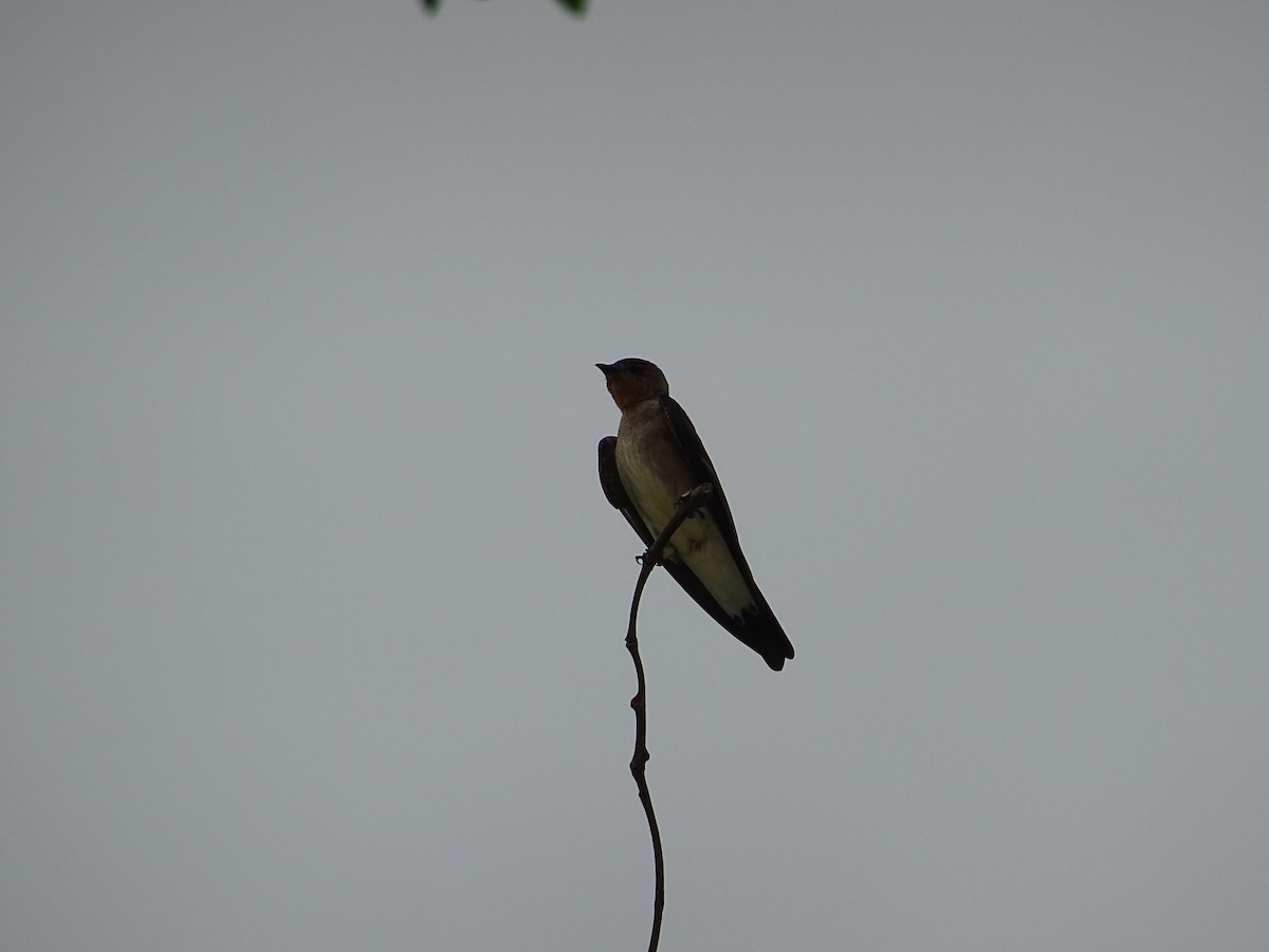 Southern Rough-winged Swallow - ML238980711