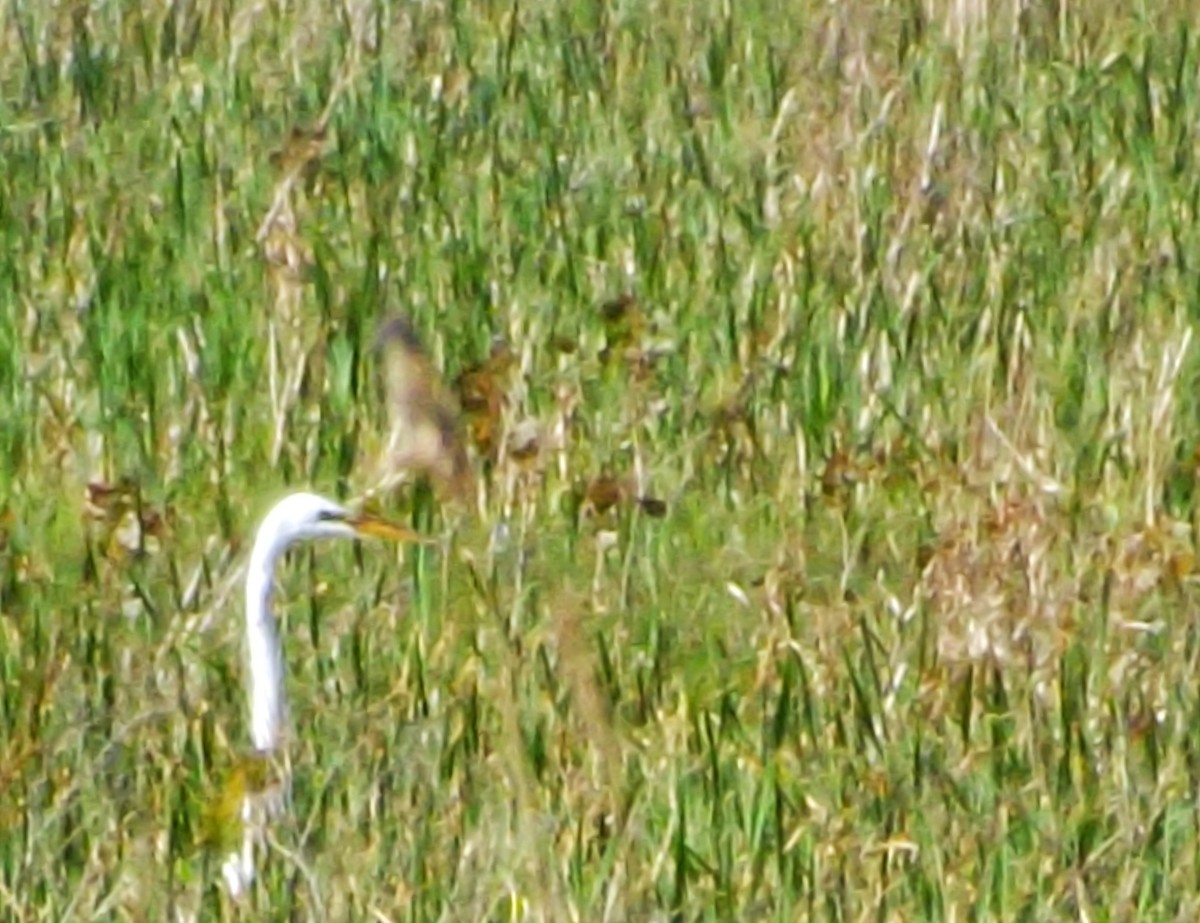 Great Egret - ML238982411