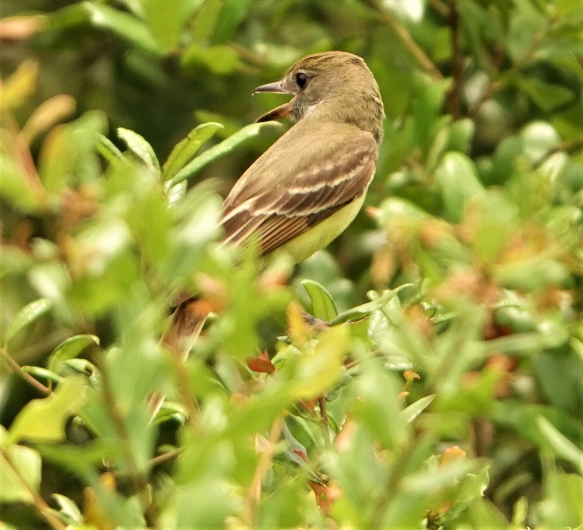 Great Crested Flycatcher - ML238982871