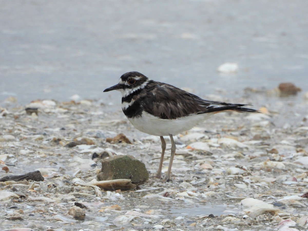 Killdeer - David W Foster