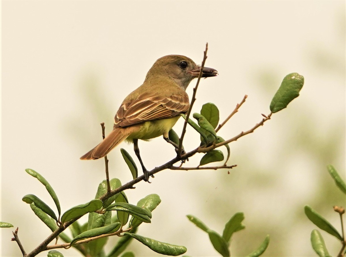 Great Crested Flycatcher - ML238982941