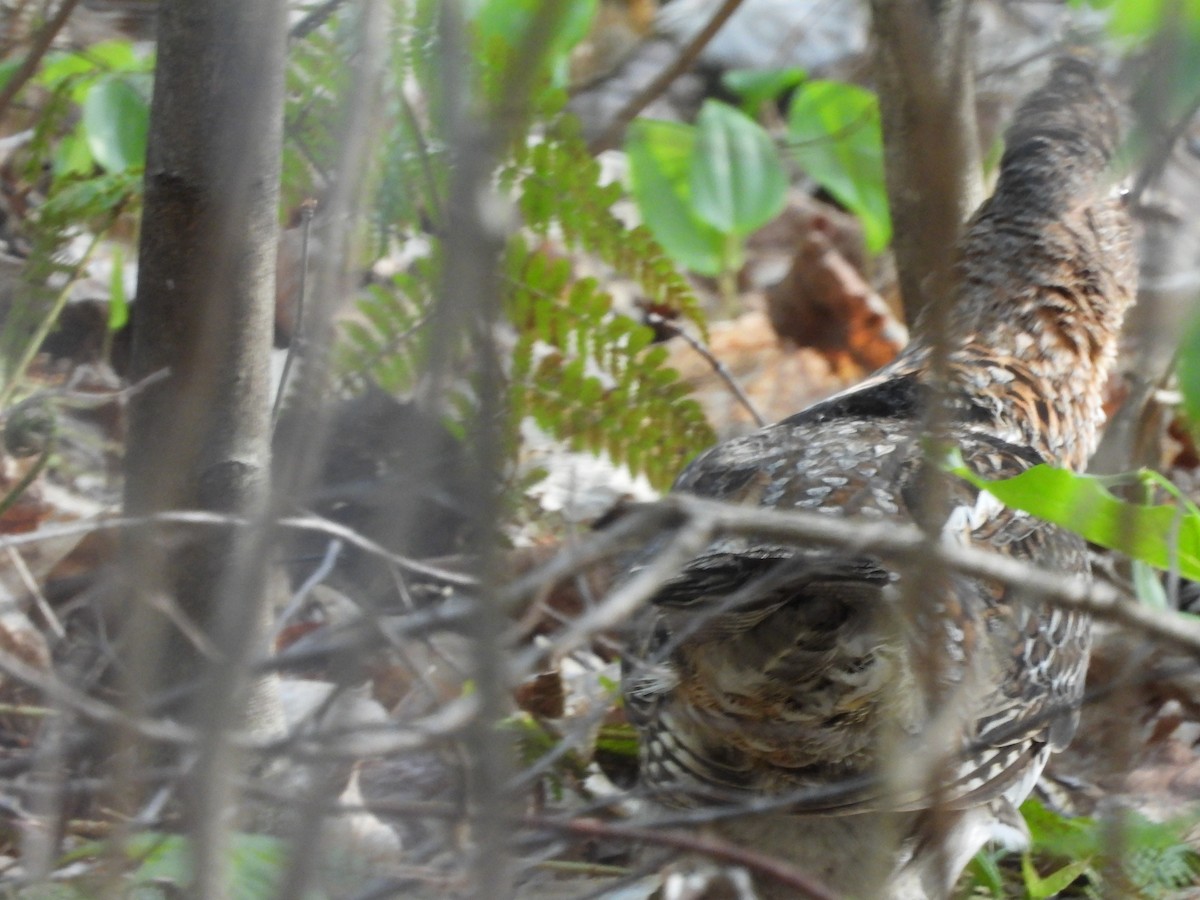 Ruffed Grouse - ML238983091