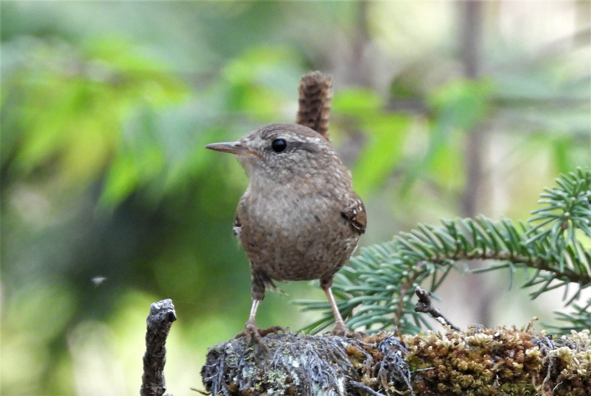 Winter Wren - ML238983251